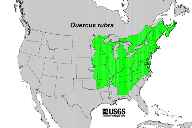 200602 Northern Red Oak (Quercus rubra) - USGS Forest Service Native Range Map.jpg